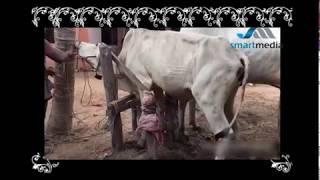 Wow Amazing Man Breed CowHow to breds cows in my Country-Cow Funny Video