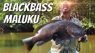 Blackbass Maluku Indonesia