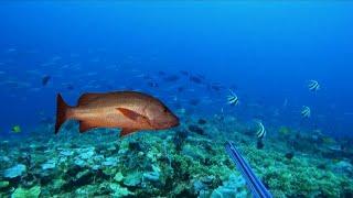 SPEARFISHING PHILIPPINES  RED SNAPPER  BANTON ROMBLON  MEL SPEARFISHING TV