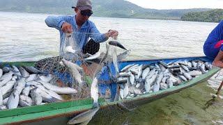 TEHNIK OBAT NYAMUK cara ampuh menjaring ikan belanak