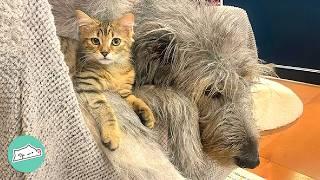 Bossy Cat Won’t Let Wolfhound Eat His Dinner  Cuddle Buddies