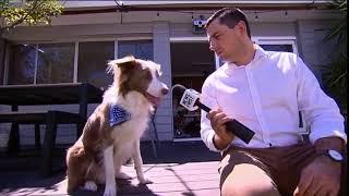 Dog steals Microphone Foam during Interview