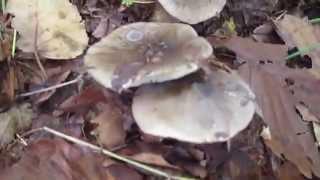 シモフリシメジ Tricholoma portentosum 2014.10.15