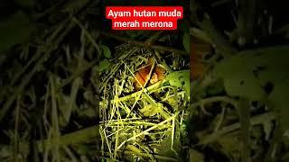 berburu ayam hutan muda merah merona