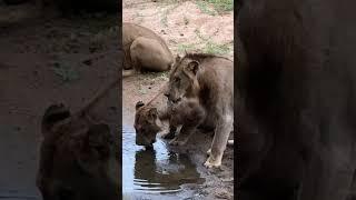 Lion Bites Brother In The Back   #krugernationalpark #amazinganimals #animals #shorts