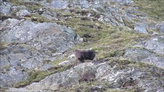 Himalayan Tahr Falls Off Cliff Kill Shot Slow Motion