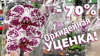 Новость Три троля УЦЕНКИ орхидей в ОБИ Лахта СПБ. 14.01.23.