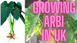 Growing Arbi  Taro in pots or garden UK