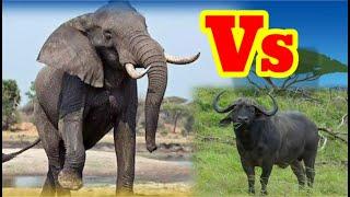 AFRICAN SAVANNAH ELEPHANT VS CAPE BUFFALO ENCOUNTERS