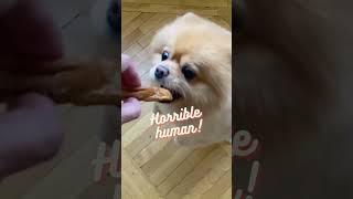 cute dog #cute #baby #short #shortfeeds #dog #animals #trending #viral #viralshorts