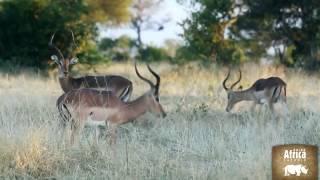 Experience Londolozi Private Game Reserve in Sabi Sand  Rhino Africa