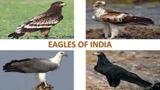 Eagles of India    Raptors  Indian Birds