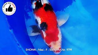 SSV - KONISHI Koi 2024 Showa Nisai Female 50cm Art. Nr.9799