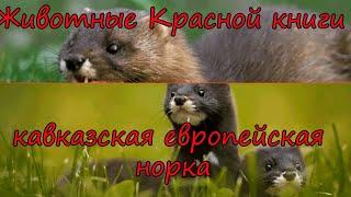 Животные Красной книги - кавказская европейская норка - #10