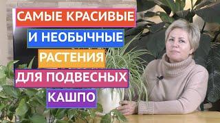 РАСТЕНИЯ ДЛЯ ПОДВЕСНЫХ КАШПО ВЫ ОЧЕНЬ УДИВИТЕСЬ МОЕМУ ВЫБОРУ