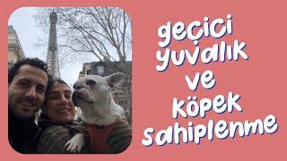 Geçici yuvalık ve köpek sahiplenme deneyimlerim