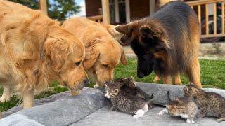 Golden Retriever Meets Kittens for the First Time