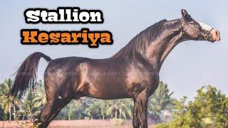 मारवाड़ी अश्व केसरिया  Stallion Kesariya - Vajapar Stud Farm Jamnagar 