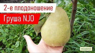 Груша NJO 2-е плодоношение