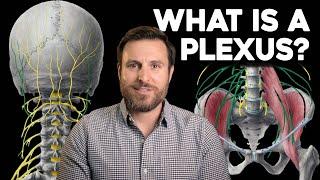 What is a Plexus?  Corporis