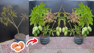 Simple Method Grafting Mango With Eggs  and bananas How to natural rooting100% Get Lots of fruit