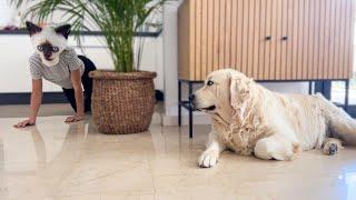 Golden Retriever Reaction to Owner in Cat Mask