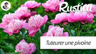 Tuteurer la pivoine