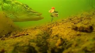 Pike Fishing Underwater Filming Multiple Pike react to an alternative dead bait rig