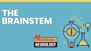 Brainstem Midbrain Pons and Medulla Mnemonics Memorable Neurology Lecture 7