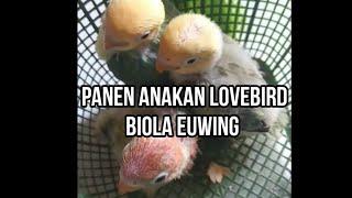 PANEN ANAKAN LOVEBIRD BIOLA EUWING