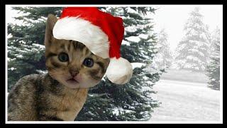 Christmas Kitty Carol