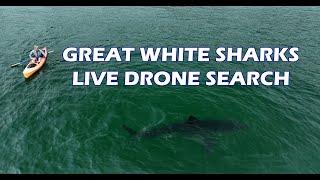 Great White Sharks LIVE Drone Cam 06-23-2024