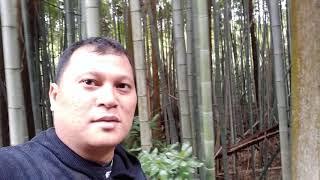 Kebun Bambu Jepang