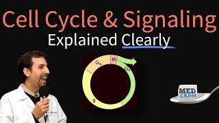 Cell Cycle Cell Signaling and Disease Explained Clearly