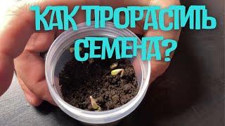 Как прорастить семена?  Ватные диски губки и др. Варианты  MrGrowChannel