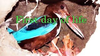 Hari pertama anak burung raja udang menetas di sarangnya