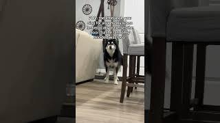 he’s so brave #husky #huskies #dogvideos