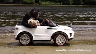 The Fast and the Furry-ous - Chimpanzee Car Race  Myrtle Beach Safari