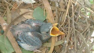 A Fascinating Look at Baby Bluebirds Time-Lapse Video with Live Nest Box Cam #animalbirds #birds