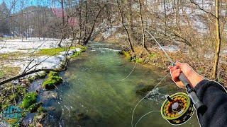 This small creek had some HUGE fish... Fly Fishing for Rainbow Trout