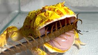 A pacman frog angry at a large centipede【WARNING LIVE FEEDING】