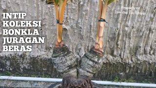 koleksi bonsai kelapa juragan. beras