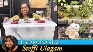 Growing plants without soil  Hydroponics Setup at home in Tamil