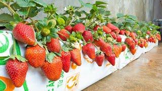 Incredible growing strawberries in bags but the fruits are too big and many tip that no one shares