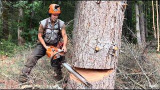 How to Cut a leaning tree down Pro faller tips.