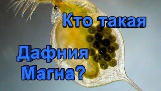 Дафния Магна Daphnia Magna - описание