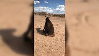 Donkey Enjoy Sitting On A Teddy Bear