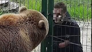 Подросток дразнит медведя Мансура и плюёт ему в морду