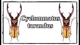 Cyclommatus tarandus - Präparation  Mounting