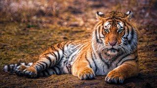 Wild Life - Tigers Documentary Big Cats HD